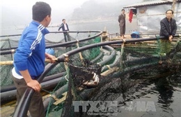 Phát triển nghề nuôi cá sạch trên vùng hồ Hòa Bình 